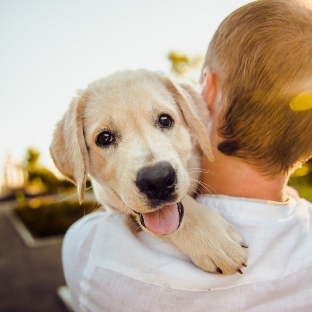cachorro-dog-pixabay-e1606558621883