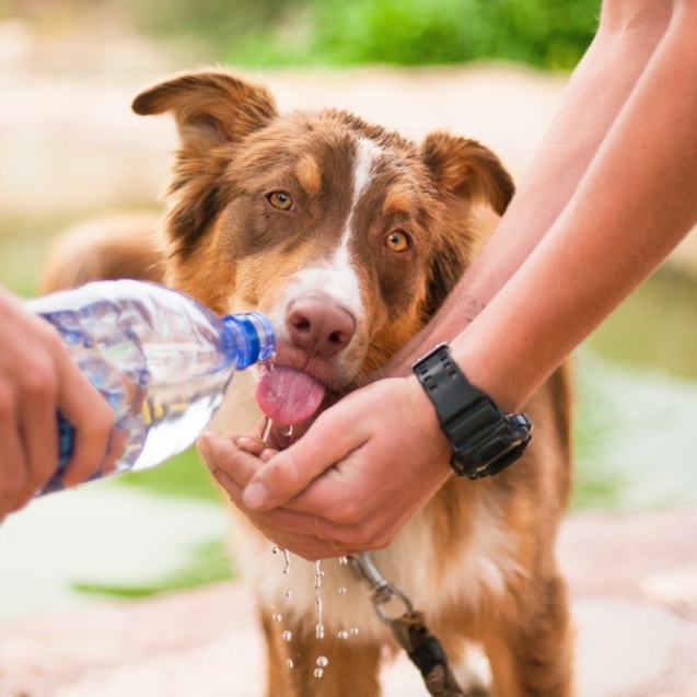 main_pet_calor